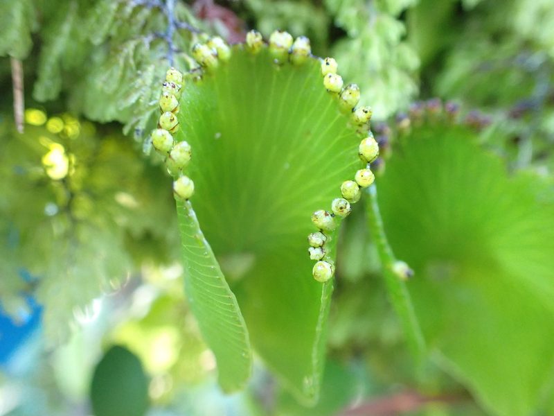 Hymenophyllum nephrophyllum, photographed by Kelvin Perrie