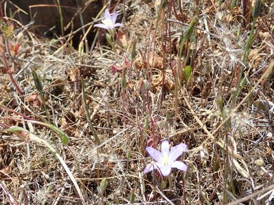 Brodiaea terrestris, photographed by Henrik Kibak