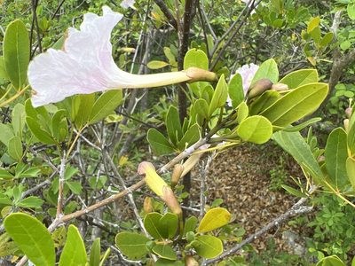 Tabebuia heterophylla, photographed by Alan Weakley
