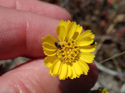 Deinandra corymbosa, photographed by Henrik Kibak