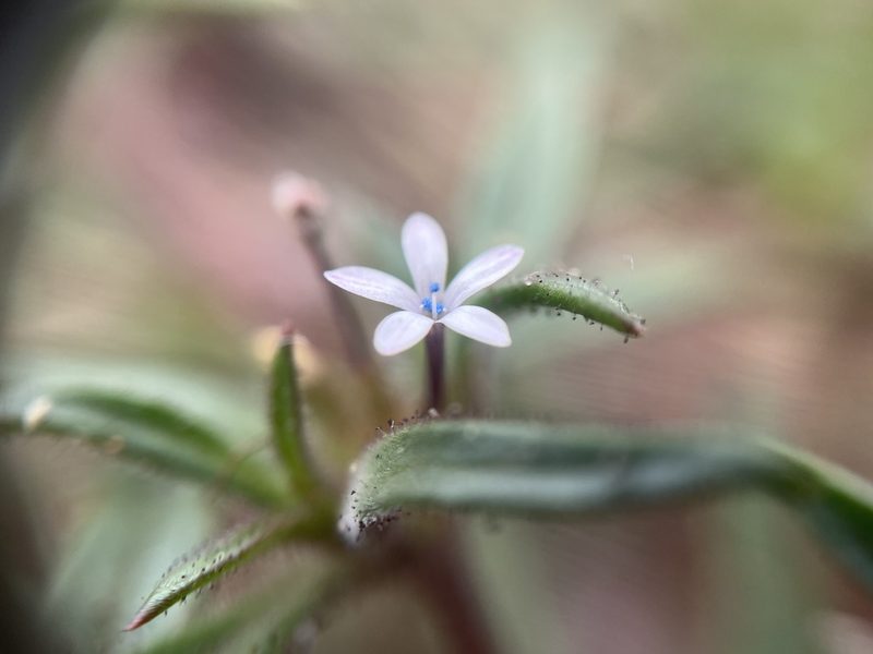 Collomia tinctoria, photographed by Justin Felder