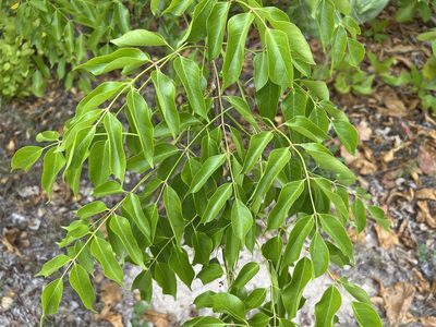 Bursera simaruba, photographed by Alan Weakley