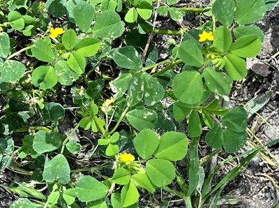 Medicago polymorpha, photographed by Chuck Wilson