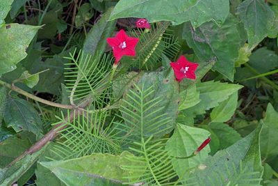 Ipomoea quamoclit, photographed by Kristof Zyskowski
