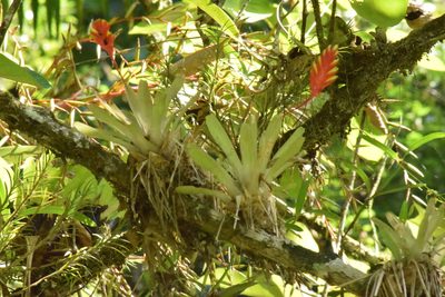 Vriesea carinata, photographed by Cajá-manga
