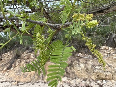 Neltuma juliflora, photographed by Alan Weakley