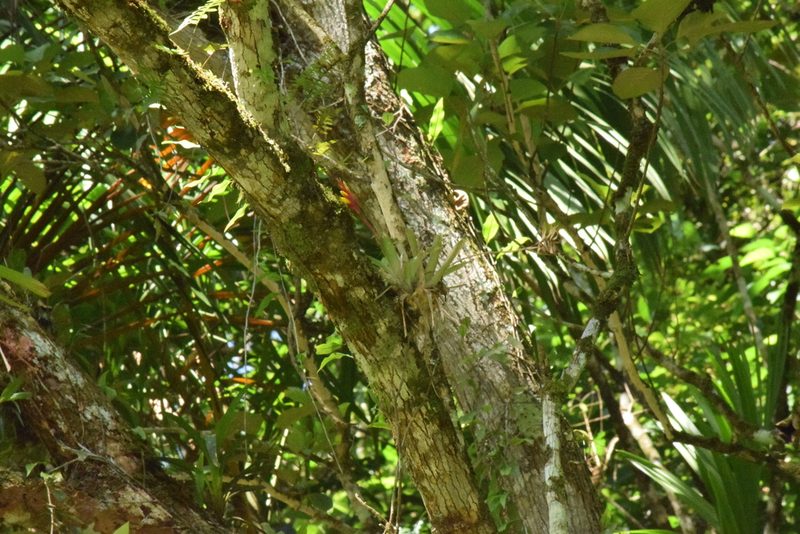 Vriesea carinata, photographed by Cajá-manga
