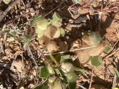 Tripodion tetraphyllum, photographed by Andre Hosper