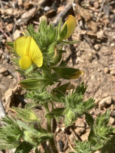 Ononis pubescens, photographed by Andre Hosper