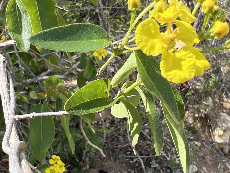 Stigmaphyllon emarginatum, photographed by Alan Weakley