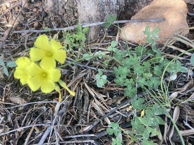 Oxalis pes-caprae, photographed by Andre Hosper