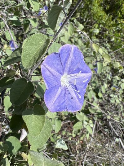 Jacquemontia cumanensis, photographed by Alan Weakley