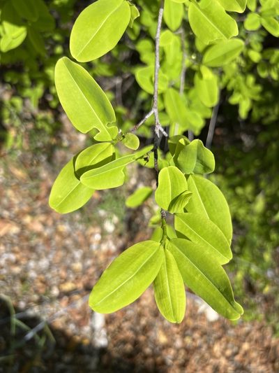 Erythroxylum areolatum, photographed by Alan Weakley