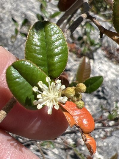 Croton discolor, photographed by Alan Weakley