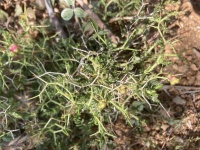 Sarcopoterium spinosum, photographed by Andre Hosper