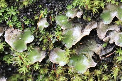 Lunularia cruciata, photographed by eebee