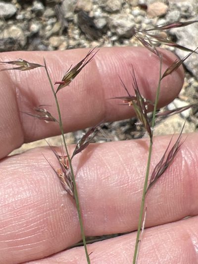 Bouteloua repens, photographed by Alan Weakley