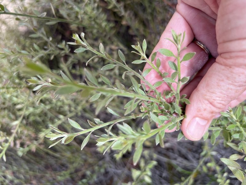 Krameria ixine, photographed by Alan Weakley