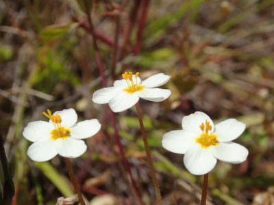 Leptosiphon parviflorus, photographed by Henrik Kibak