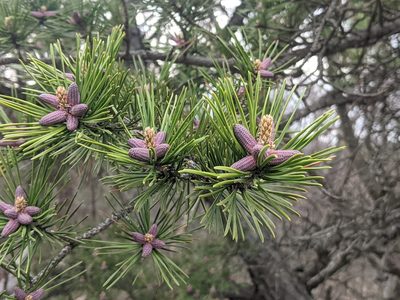 Pinus virginiana, photographed by Austin Pursley