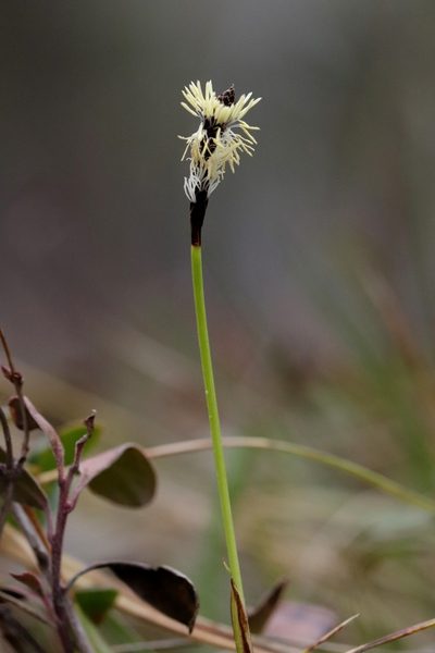 Carex concinnoides, photographed by Ian Adams