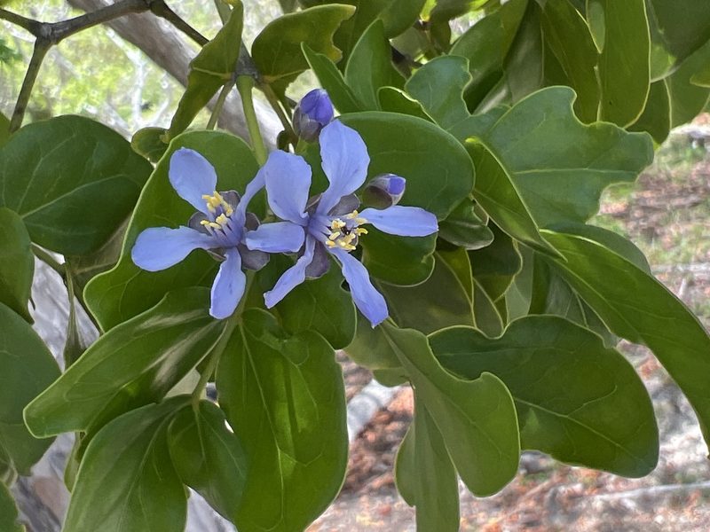 Guaiacum officinale, photographed by Alan Weakley