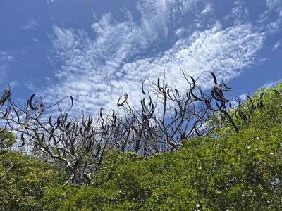 Delonix regia, photographed by Alan Weakley