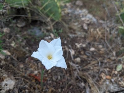 Zephyranthes drummondii, photographed by Austin Pursley