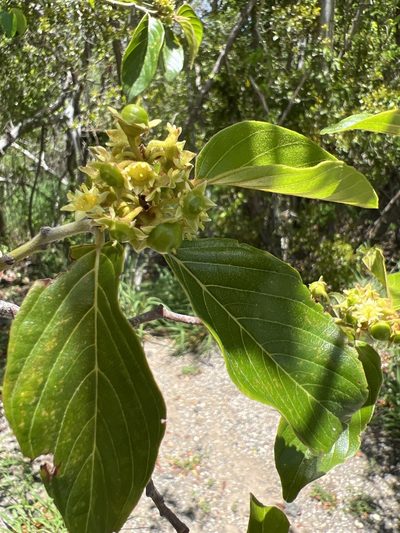 Colubrina arborescens, photographed by Alan Weakley