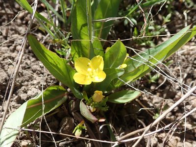 Taraxia subacaulis, photographed by joergmlpts