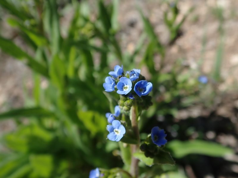 Hackelia nervosa, photographed by joergmlpts