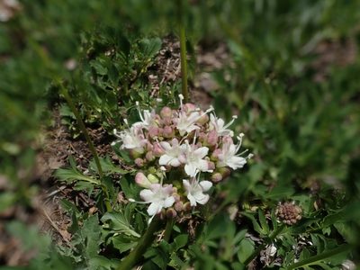 Valeriana californica, photographed by joergmlpts