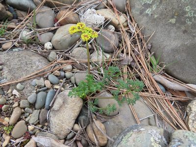 Lomatium papilioniferum, photographed by Eric Schmidt