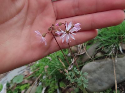 Lithophragma glabrum, photographed by Eric Schmidt