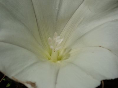Calystegia subacaulis, photographed by Henrik Kibak