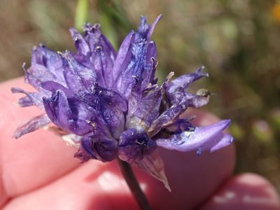 Dichelostemma capitatum, photographed by Henrik Kibak