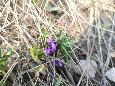Viola dissecta, photographed by Valentin Kosterin