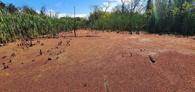 Azolla rubra, photographed by Brett Robinson