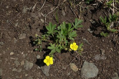 Potentilla humifusa, photographed by Oleg Kosterin