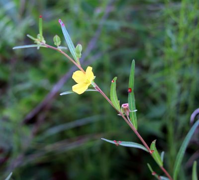 Ludwigia virgata, photographed by Lauren McLaurin