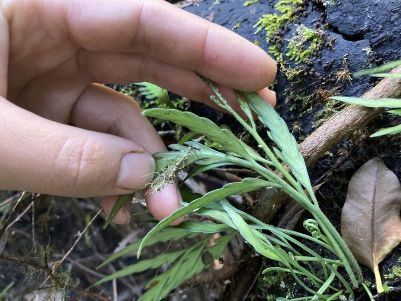 Asplenium flaccidum, photographed by Danielle