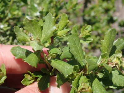 Baccharis pilularis, photographed by Henrik Kibak