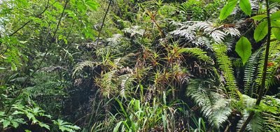 Dracophyllum longifolium, photographed by Brett Robinson