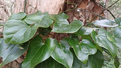 Sarcopetalum harveyanum, photographed by Peter Crowcroft