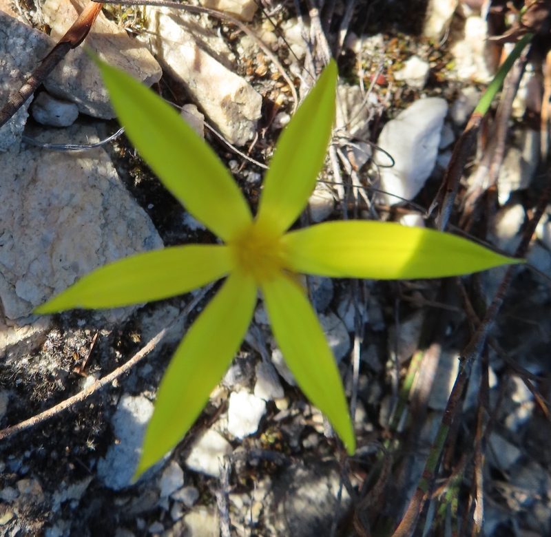 Empodium plicatum, photographed by linkie