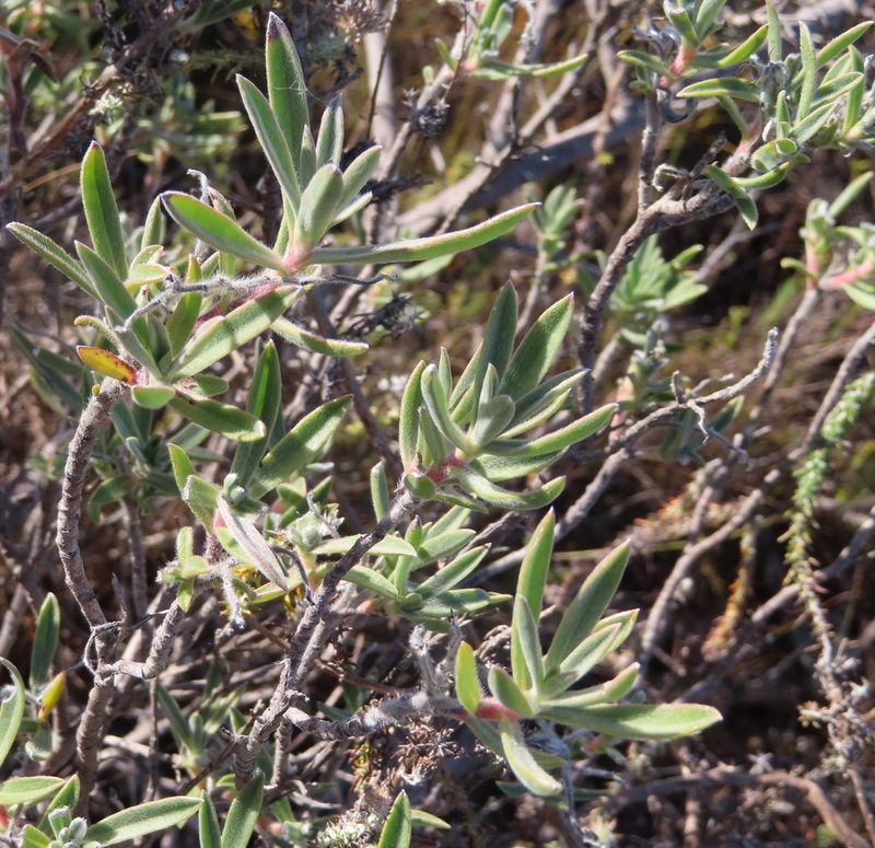 Lobostemon curvifolius, photographed by linkie