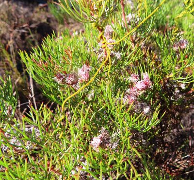 Serruria fasciflora, photographed by linkie
