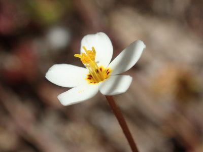Leptosiphon parviflorus, photographed by Henrik Kibak