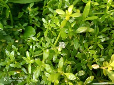 Dentella repens