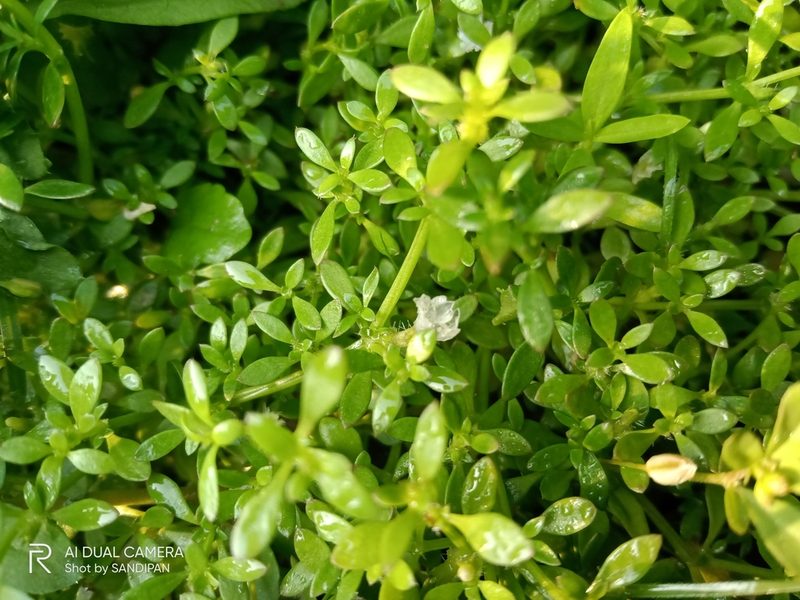 Dentella repens, photographed by Sandipan Das
